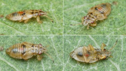 Thaumastocoris peregrinus